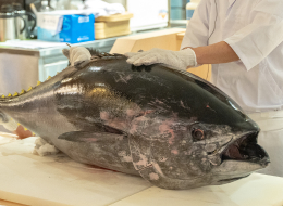 Live tuna cutting at the SJ60 opening event
